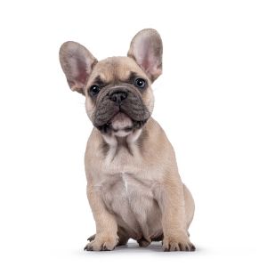 Conclusion-For-French-Bulldog-Puppies-in-Ohio-–-Top-5-Breeders