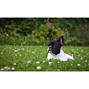 Conclusion-For-French-Bulldog-Puppies-in-Wisconsin-–-Top-5-Breeders
