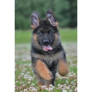 Conclusion-For-German-Shepherd-Puppies-in-California-–-Top-5-Breeders