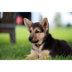 Conclusion-For-German-Shepherd-Puppies-in-Colorado-Top-5-Breeders