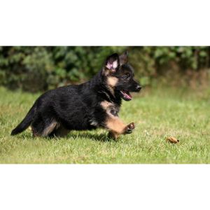 Conclusion-For-German-Shepherd-Puppies-in-Florida-–-Top-5-Breeders