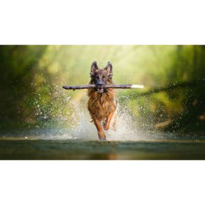 Conclusion-For-German-Shepherd-Puppies-in-Illinois-–-Top-5-Breeders