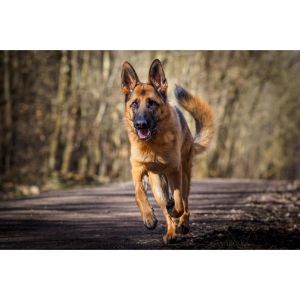 Conclusion-For-German-Shepherd-Puppies-in-Maryland-Top-4-Breeders