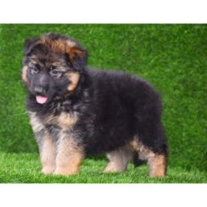 Conclusion-For-German-Shepherd-Puppies-in-Michigan-Top-4-Breeders