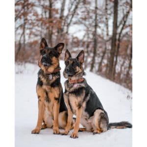 Conclusion-For-German-Shepherd-Puppies-in-Missouri-Top-4-Breeders