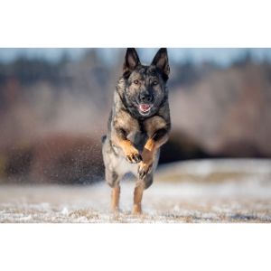 Conclusion-For-German-Shepherd-Puppies-in-Ohio-Top-5-Breeders