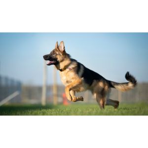 Conclusion-For-German-Shepherd-Puppies-in-Texas-–-3-Breeders