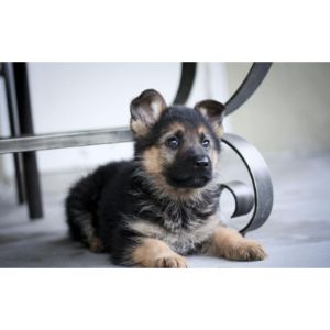 Conclusion-For-German-Shepherd-Puppies-in-Wisconsin-Top-6-Breeders