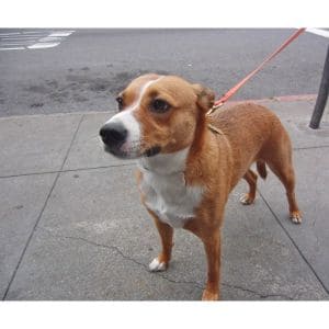 Conclusion-For-Golden-Retriever-Basenji-Mix-Guide