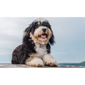 Conclusion-For-How-to-Train-a-Bernedoodle