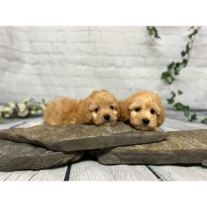 Conclusion-For-Interesting-Facts-About-The-Miniature-Cockapoo