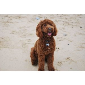 Conclusion-For-Is-An-F1B-Cockapoo-Right-For-You
