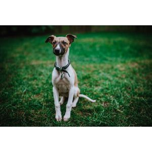 Conclusion-For-Italian-Greyhound-Puppies-in-California-–-Top-6-Breeders