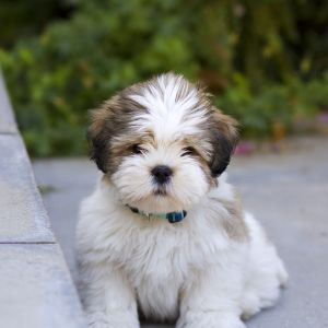 Conclusion-For-Maltipoo-Puppies-in-California-Top-6-Breeders
