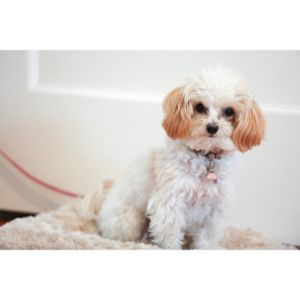 Conclusion-For-Maltipoo-Yorkie-Mix-Guide