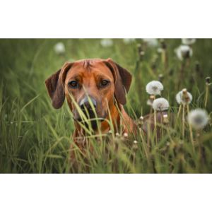 Conclusion-For-Rhodesian-Ridgeback-Puppies-in-California-–-Top-5-Breeders