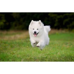 Conclusion-For-Samoyed-Puppies-in-California-Top-6-Breeders