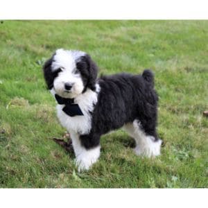 Conclusion-For-Sheepadoodle-Puppies-in-California-–-Top-5-Breeders