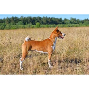 Conclusion-For-Whats-It-Like-to-Have-a-Baby-Basenji-Dog
