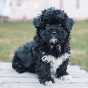 Conclusion-For-When-Is-A-Maltipoo-Full-Grown