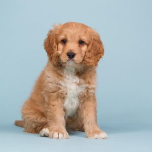 Conclusion-For-When-Is-a-Mini-Cavapoo-Full-Grown