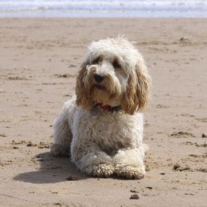 Cons-of-Owning-a-Cockapoo