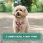 Cutest-Maltipoo-Haircut-Ideas-template