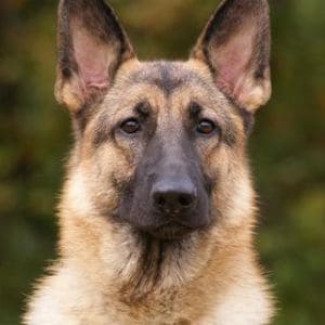 Dach-Haus-German-Shepherds