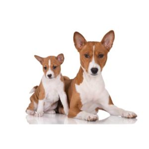 Daily-Life-With-a-Baby-Basenji-Dog