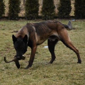 Differences-Between-A-German-Shepherd-And-A-Belgian-Malinois
