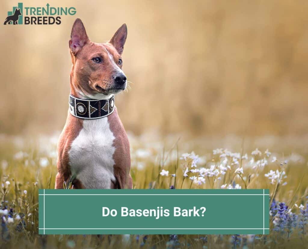 Do-Basenjis-Bark-template
