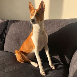 Do-Basenjis-Bark