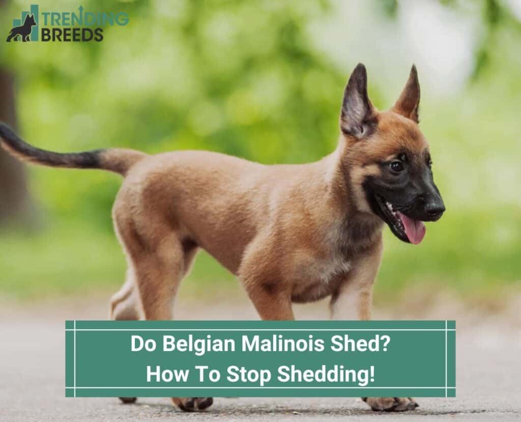 Do-Belgian-Malinois-Shed-How-To-Stop-Shedding-template