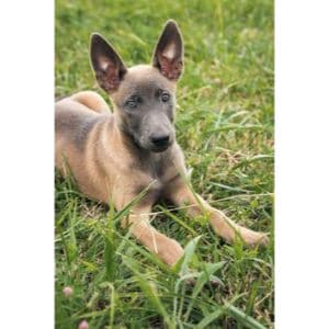 Do-Belgian-Malinois-Shed