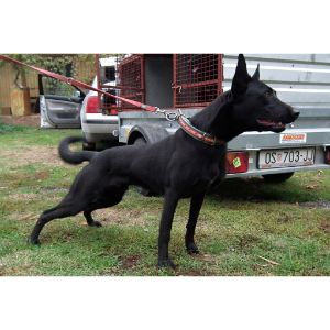 Do-Black-Malinois-Change-Colors