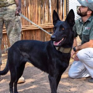 Do-Kennel-Clubs-Recognize-the-Black-Belgian-Malinois