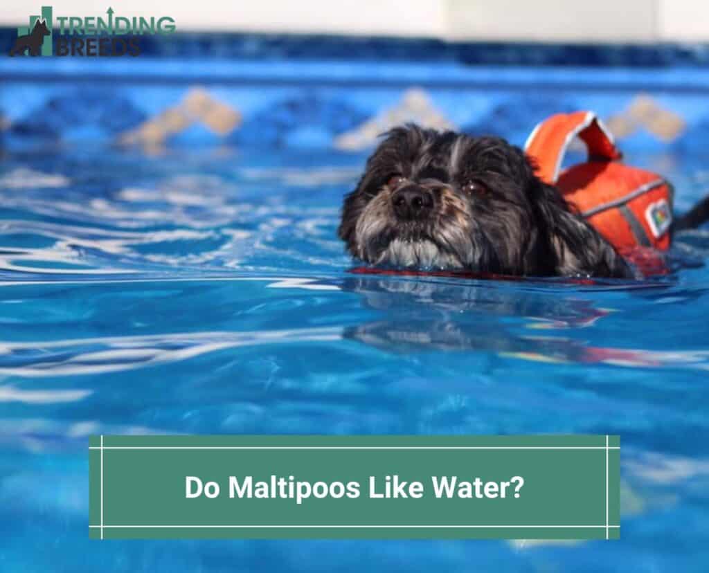 Do-Maltipoos-Like-Water-template
