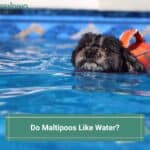 Do-Maltipoos-Like-Water-template