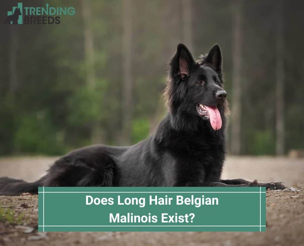 Do Long Hair Belgian Malinois Exist? How Do They Get Long Hair? (2023)