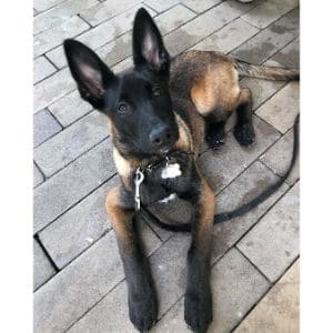 Does-The-Color-Matter-To-A-Belgian-Malinois-Health