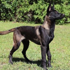 Does-The-Color-Matter-To-A-Belgian-Malinois-Temperament