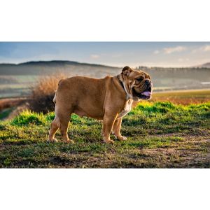 English-Bulldog-Puppies-For-Sale-in-California