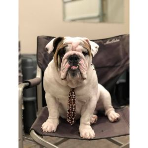 English-Bulldog-Puppies-For-Sale-in-Texas