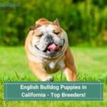 English-Bulldog-Puppies-in-California-Top-Breeders-template