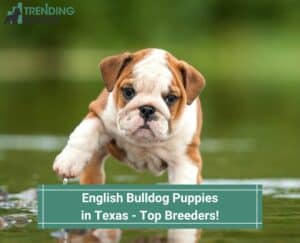 English-Bulldog-Puppies-in-Texas-Top-Breeders-template