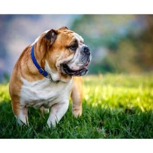 English-French-Bulldogs-California-Bulldog-Association