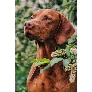Evening-Star-Kennels-Vizsla