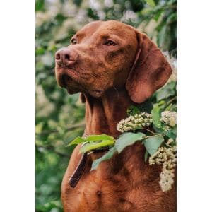 Evening-Star-Kennels-Vizsla