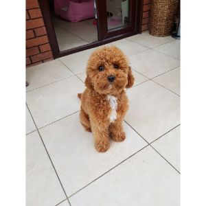 F1b-Cavapoos-Are-Bred-Back