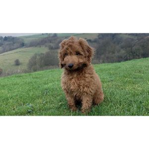 FAQs-cockapoo